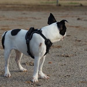 Meet your Posher, Herbert